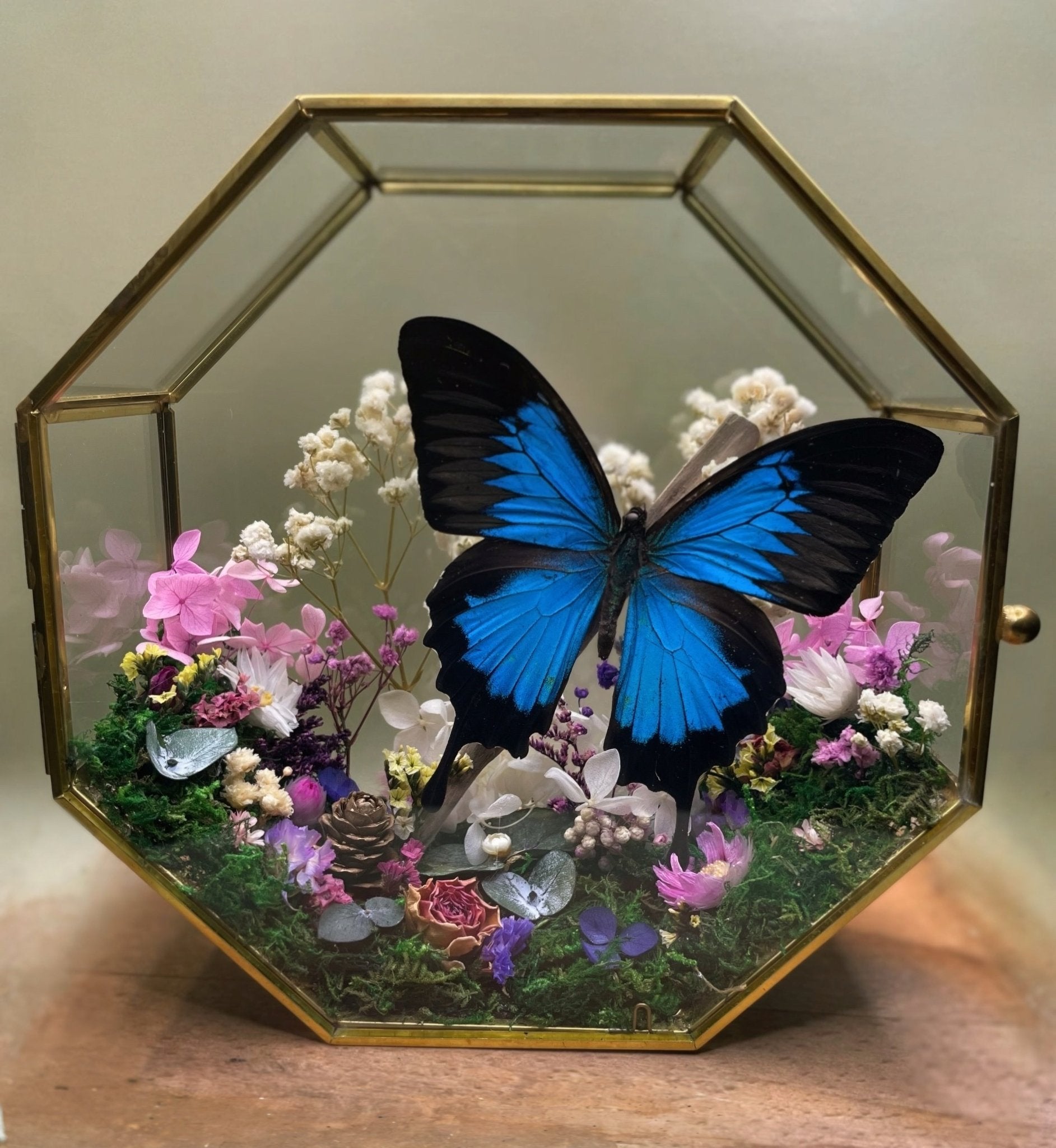 Hexagon Vlinderbox - Papilio ulysses - Fifoldara Boutique