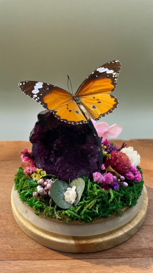 Vlinderstolp - Danaus chrysippus & Amethist geode